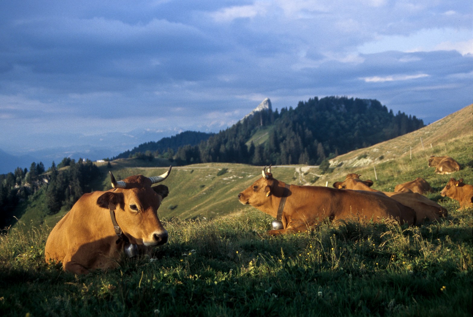 Vaches en Alpâge
