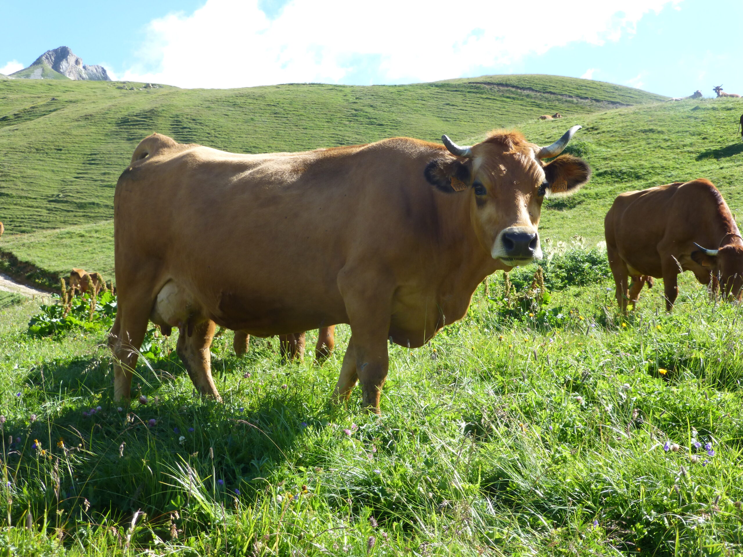 P1000866 Vaches en Alpâge