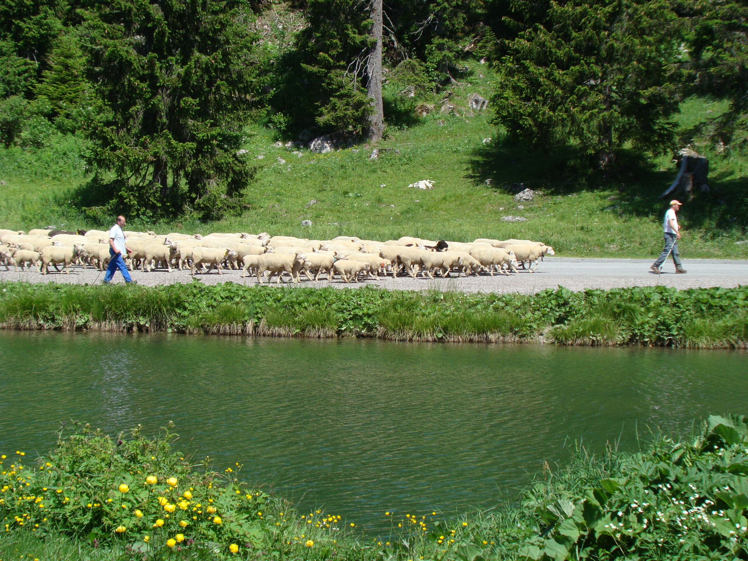 SMBT-CR0217--_Savoie_Mont_Blanc___Raih Troupeau de Moutons sur la Route