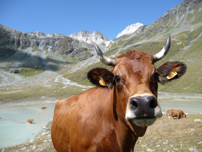 SMBT-MLF001--_Savoie_Mont_Blanc___Frescurat__2222 Vaches en Alpâge
