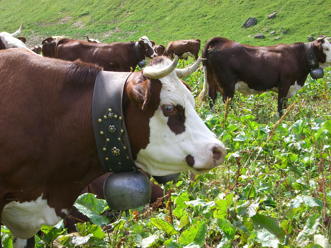 Savoie Mont-Blanc Tourisme Vaches en Alpâge