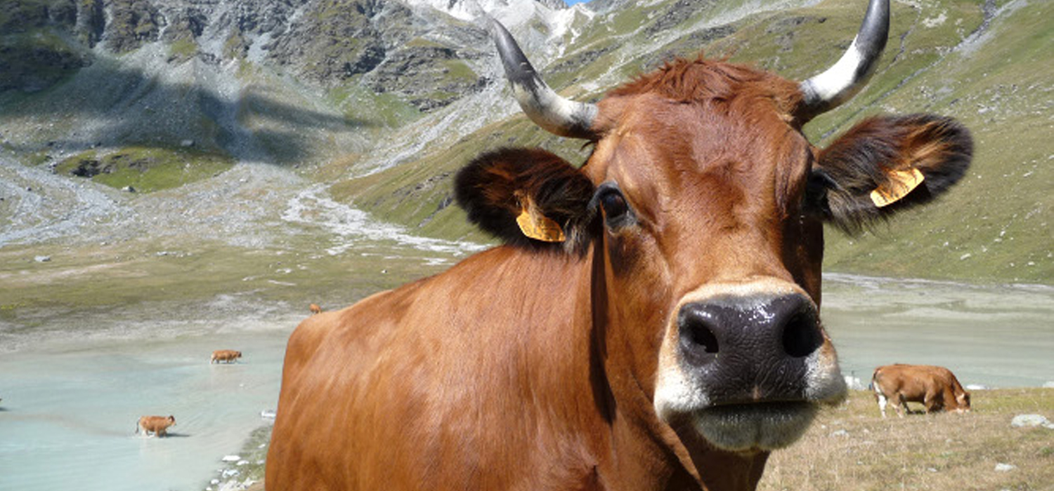 vache Vaches en Alpâge