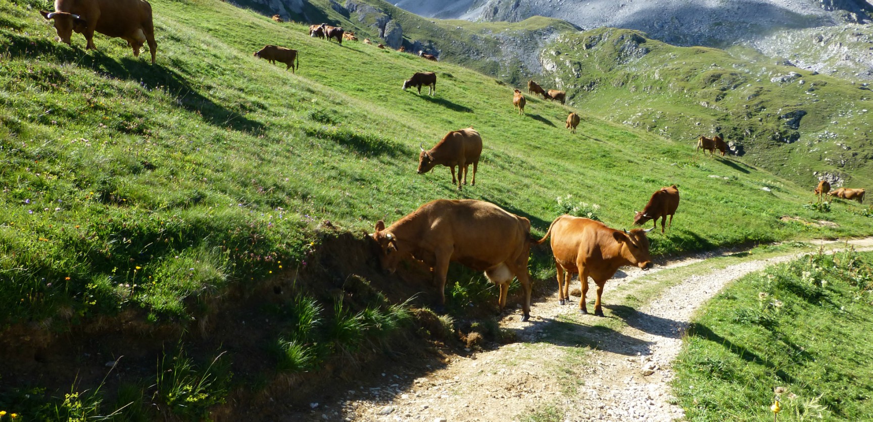 © Juliette Messager Vaches en Alpâge
