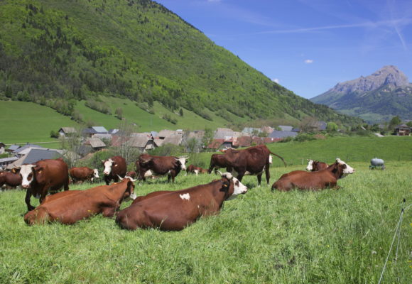 IMG_9741-580x400 Vaches dans la Vallée