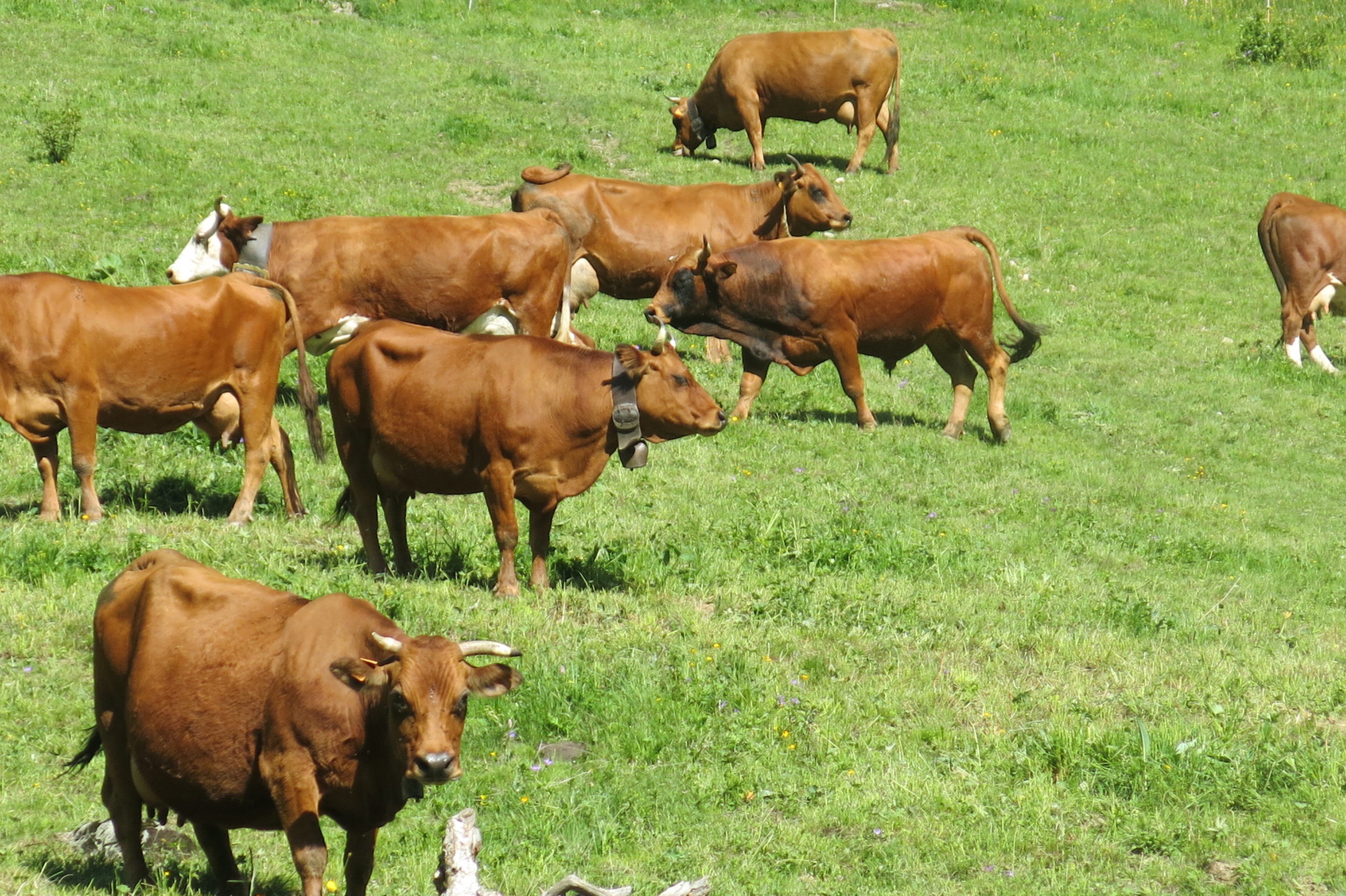 vache-prés Vaches en Alpâge