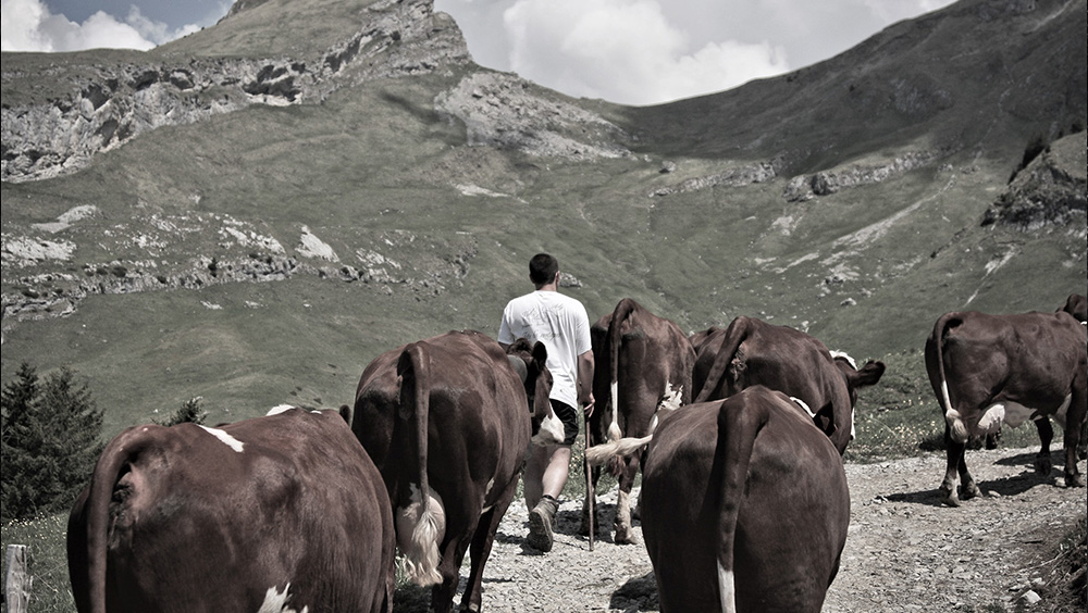 Berger Marchant avec son Troupeau de Vache vers l'Alpâge