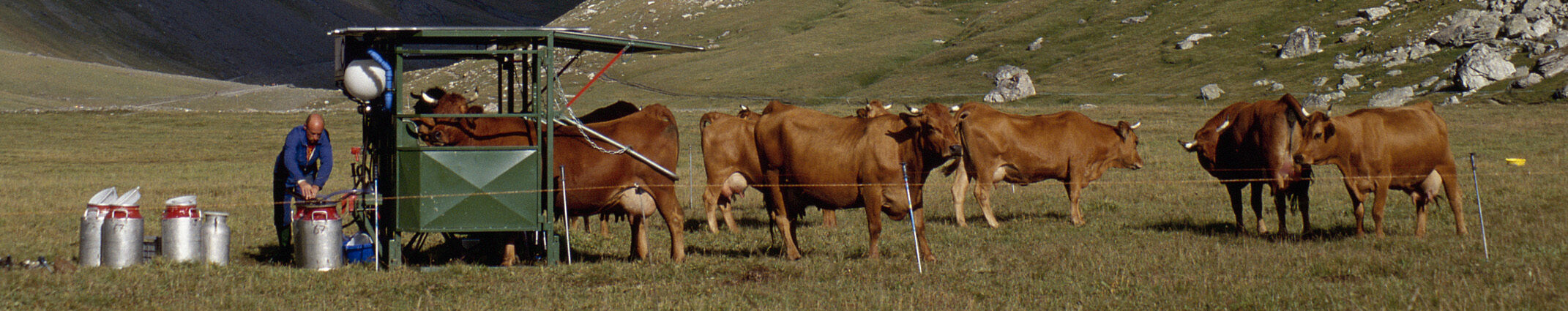 Vaches en Alpâge