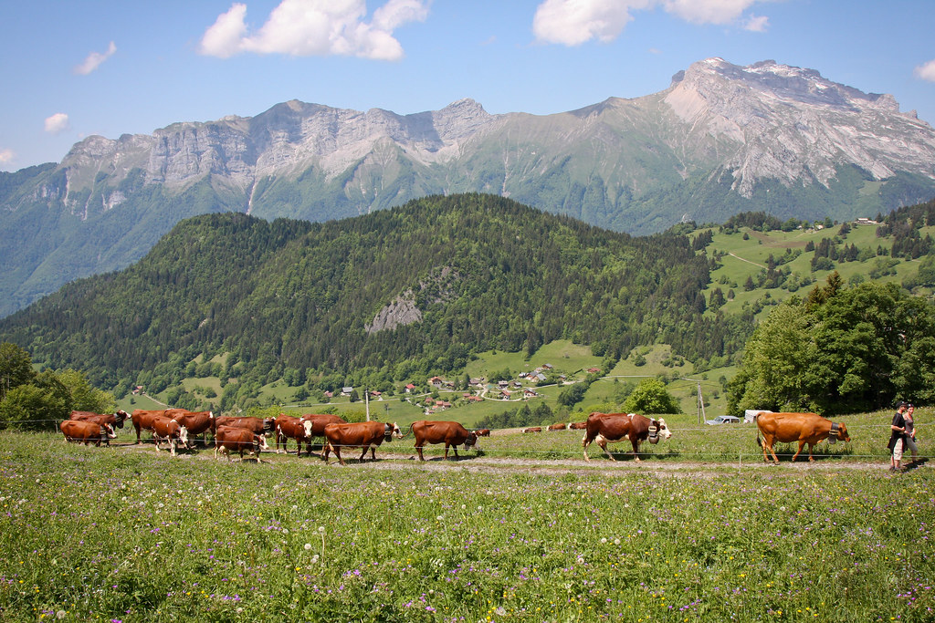 Berger Marchant avec son Troupeau de Vache vers l'Alpâge