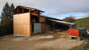 Vaches dans la Vallée