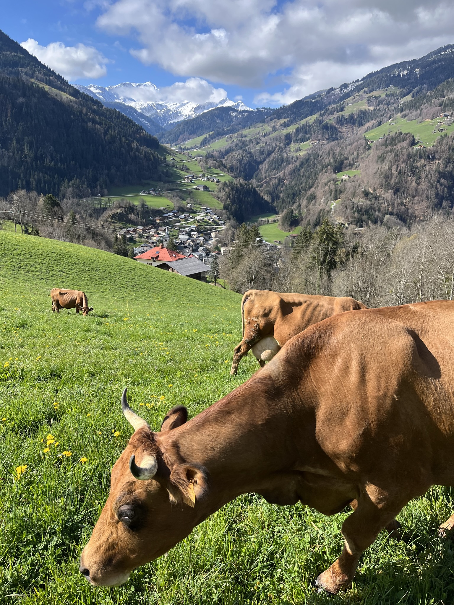 Vaches dans la Vallée