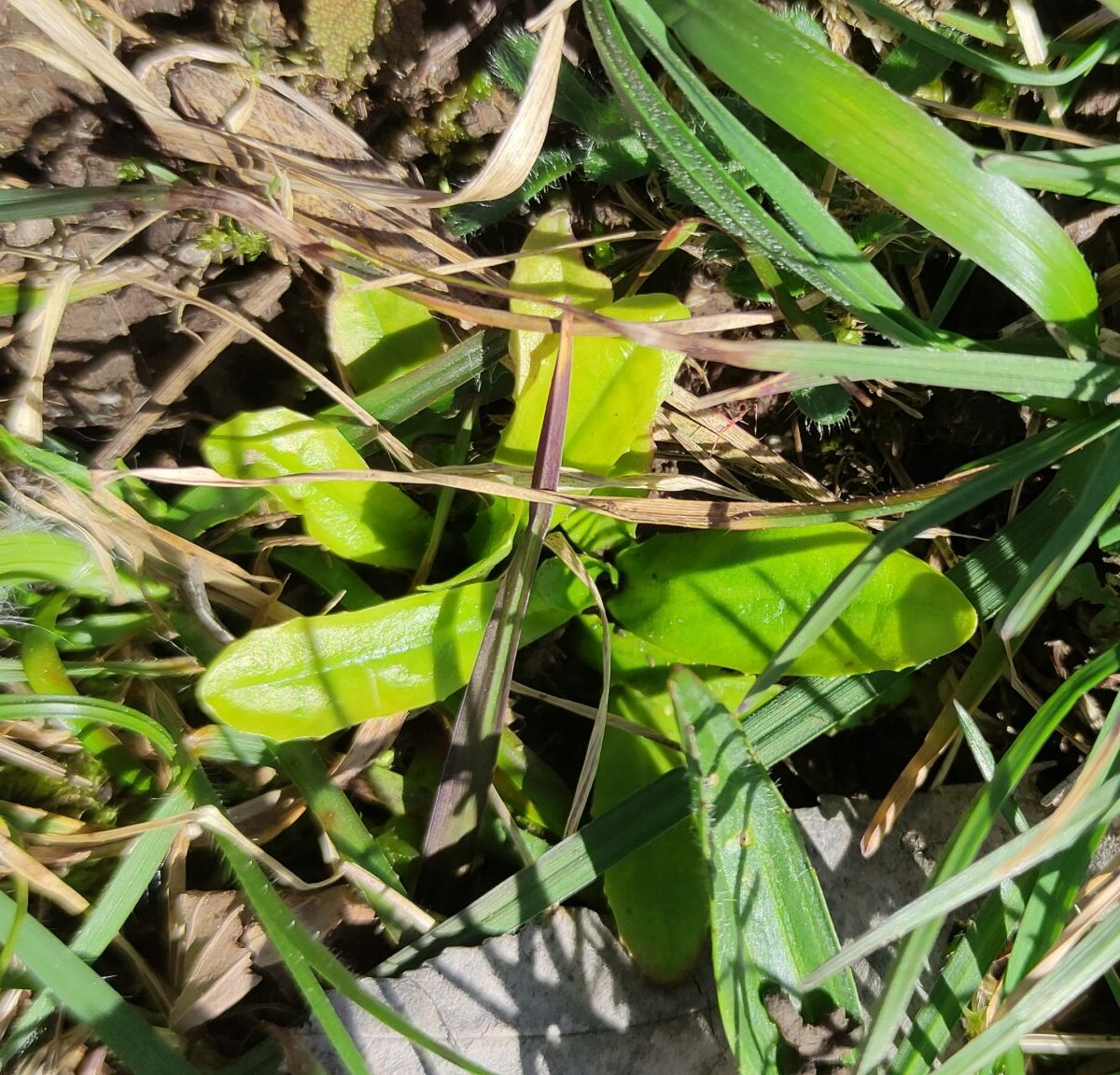 Vaches dans la Vallée