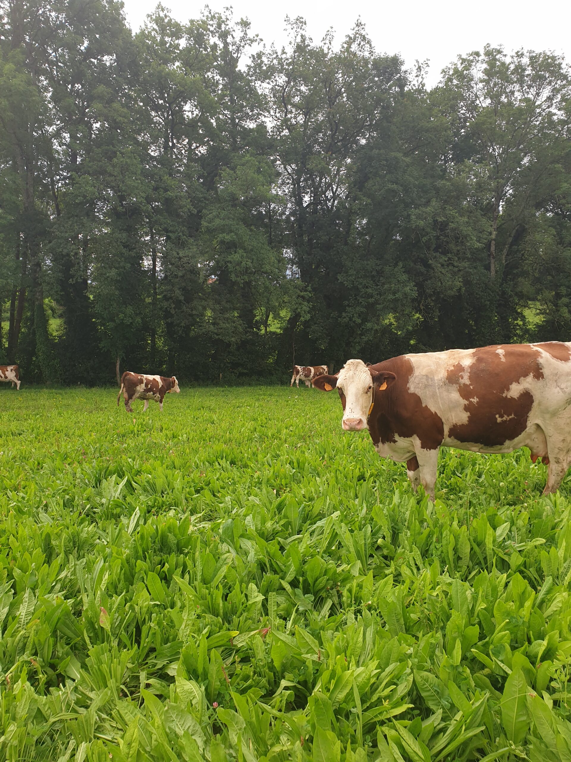 Vaches dans la Vallée